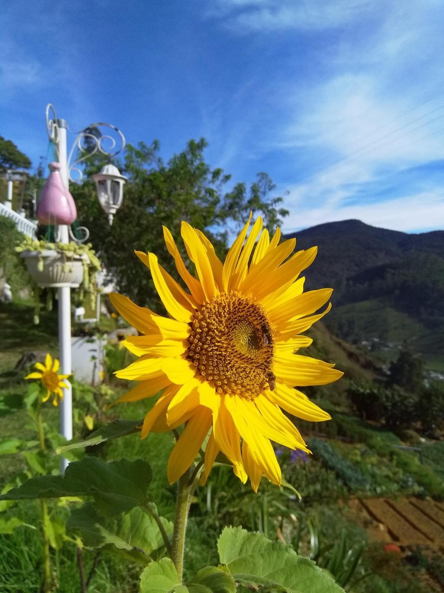 The Farm House Nuwaraeliya ヌワラ・エリヤ エクステリア 写真